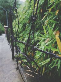 Close-up of plant against blurred background