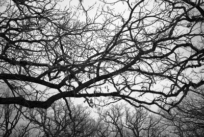 Low angle view of bare trees
