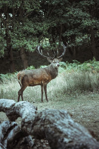 Deer in a forest