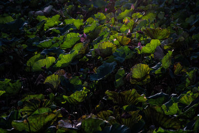 High angle view of green leaves on field