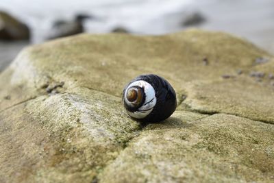 Close-up of snail on rock