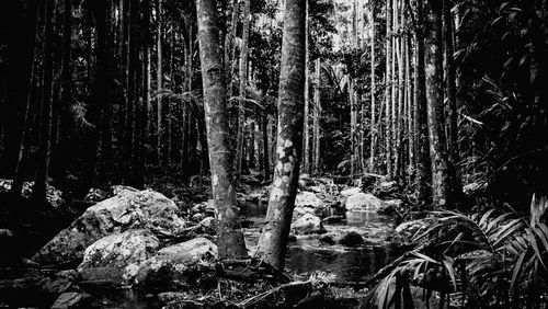forest