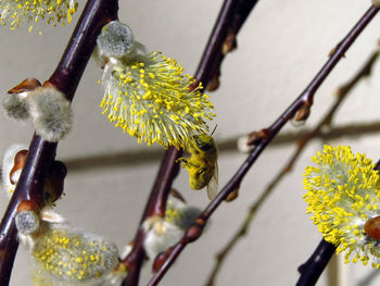 Close-up of yellow flowers blooming on tree