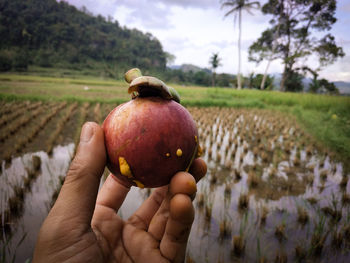 Close up of mangosteen fruit on hand