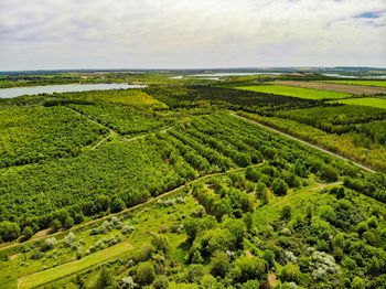 Scenic view of agricultural field against sky