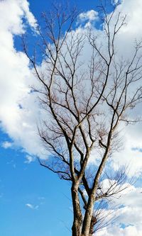 Low angle view of bare tree against blue sky