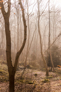 Bare trees in forest