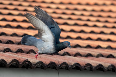 Low angle view of pigeon on roof