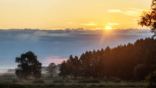 Scenic view of trees on field against sky during sunset