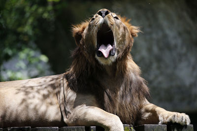 Close-up of lion yawning