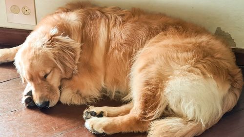 High angle view of golden retriever sleeping on floor