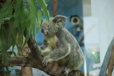 Monkey sitting on branch