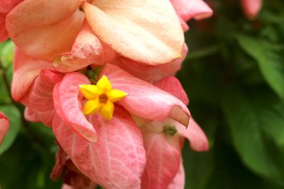 Close-up of pink flowering plant