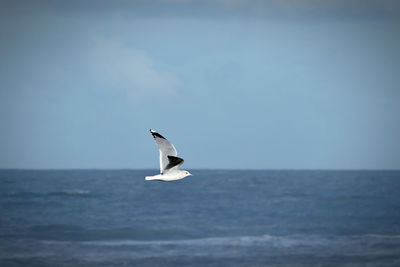 Seagull flying over sea against clear sky