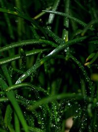 Close-up of water drops on plant