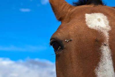 Close-up of a horse against sky