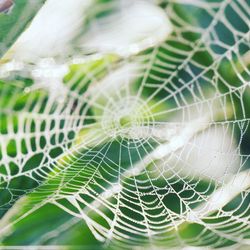 Full frame shot of spider web