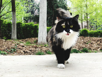 Cat sitting on field