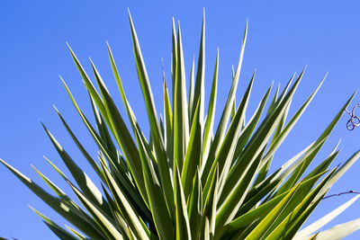 Low angle view of palm tree against blue sky