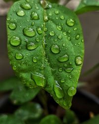 Close-up of water drops on leaf