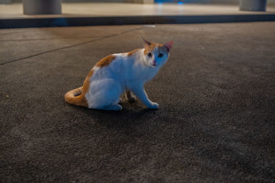 cat