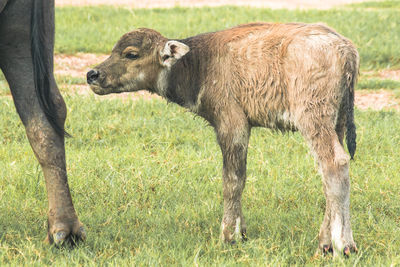 A baby buffalo