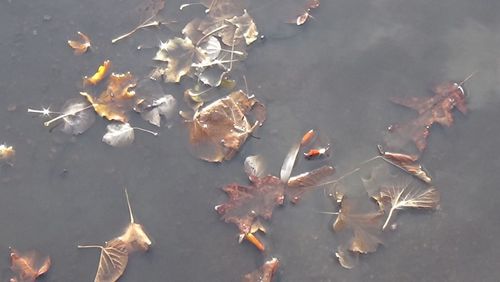 High angle view of jellyfish swimming in water