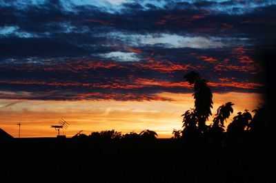 Silhouette of trees against cloudy sky