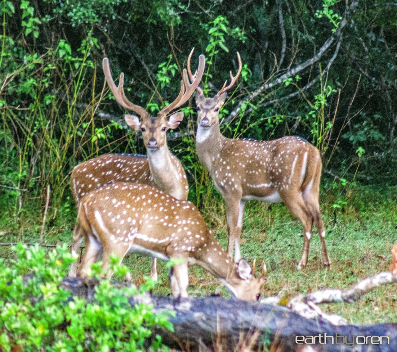 DEER IN A FIELD