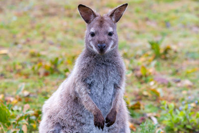 Close-up of rabbit on field