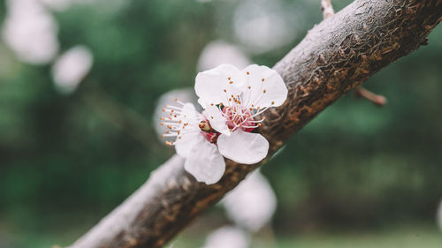 Close-up of cherry blossoms on branch