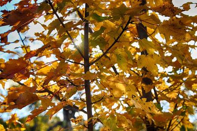 Low angle view of maple tree