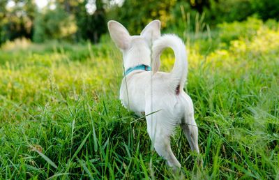 View of a dog on field