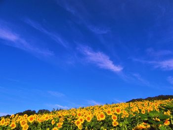 Scenic view of sunflower field against blue sky