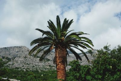 Low angle view of palm tree against sky