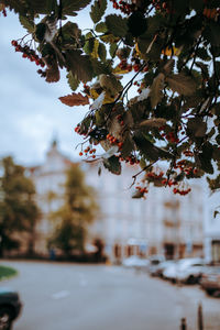 Low angle view of tree