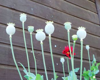 Close-up of white flowers