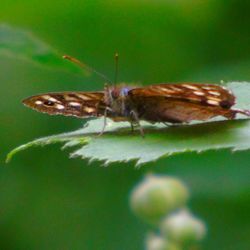 Close-up of insect on leaf