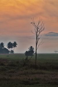 Bare tree on field against sky during sunset