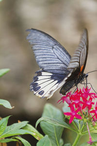 Butterfly on flower