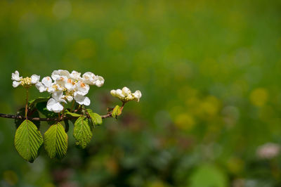 Close-up of white flowers