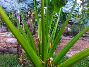 Close-up of plants growing on field