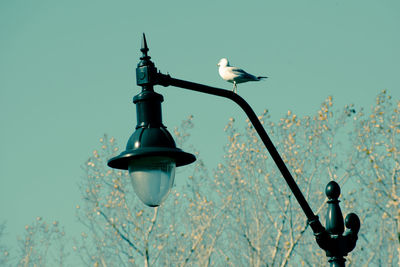 Low angle view of seagull perching on street light