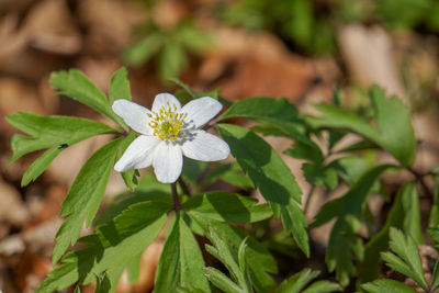 Close-up of white flowering plant