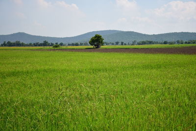 Scenic view of agricultural field against sky