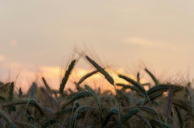 Plants growing on field at sunset