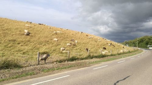 Cows grazing on road against sky