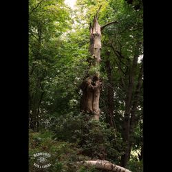 tree