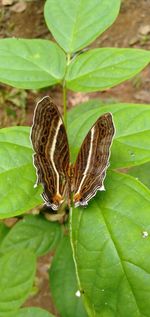 Close-up of butterfly on leaf