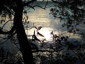 Bare trees by calm lake at sunset